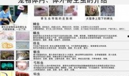 深圳宠物医院爆料新闻,宠物健康问题引发行业关注